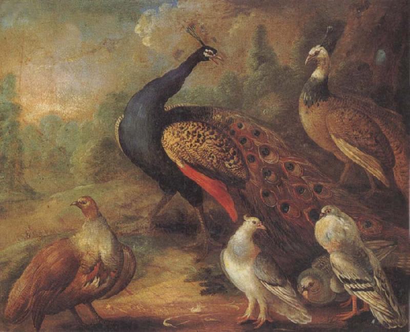 Marmaduke Cradock Peacock and Partridge oil painting picture